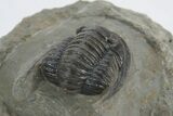 Detailed Cornuproetus Trilobite Fossil - Morocco #222468-3